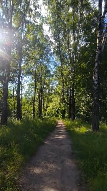 По дорожке в лесу смотреть онлайн