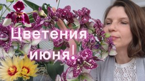 Цветения июня!