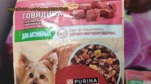 Каким кормом кормить мопса. Новая игрушка Шани. Шаня | Мопс