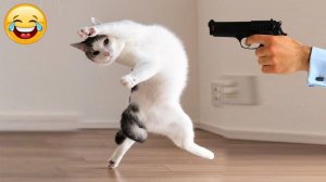СМЕШНЫЕ КОТЫ | ЛУЧШИЕ ПРИКОЛЫ С КОТАМИ, СОБАКАМИ, КОШКИ, СОБАКИ, ЖИВОТНЫЕ, СМЕШНОЕ ВИДЕО