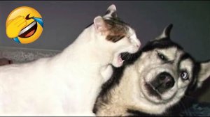 СМЕШНЫЕ КОТЫ | ЛУЧШИЕ ПРИКОЛЫ С КОТАМИ, СОБАКАМИ, КОШКИ, СОБАКИ, ЖИВОТНЫЕ, СМЕШНОЕ ВИДЕО