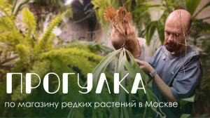 GreenRare: новое пространство и впечатления. Закрытая оранжерея и магазин редких растений в Москве
