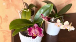 МОИ « АЗИАТСКИЕ» РАЗОЧАРОВАНИЯ И ОЧАРОВАНИЯ 🤔🌸🌸🌸