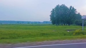 КОРОВЫ.