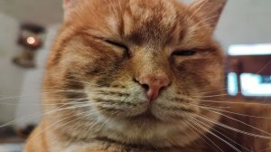 Дом без кудахтанья - Ищем хозяина для грустного кота