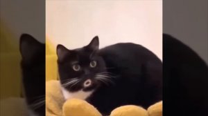 Котик, который благодаря окрасу, всё время делает «О»