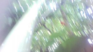 Быстрый совет: как спилить высоко растущую ветку