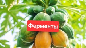 Что такое ферменты и для чего они нужны🫠🫠🫠