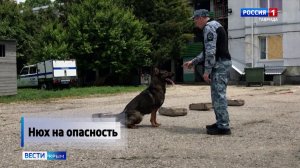 Сегодня свой профессиональный праздник отмечают кинологи