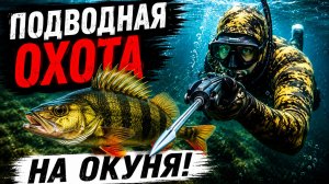 Подводная охота на окуня
