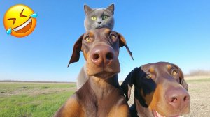 СМЕШНЫЕ КОТЫ | ЛУЧШИЕ ПРИКОЛЫ С КОТАМИ, СОБАКАМИ, КОШКИ, СОБАКИ, ЖИВОТНЫЕ, СМЕШНОЕ ВИДЕО