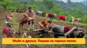 Muôn и друзья из Вьетнама. Пашем на горных полях.