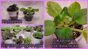 Пасынки. Пересадки фиалок. Ржавчина на фиалках.
