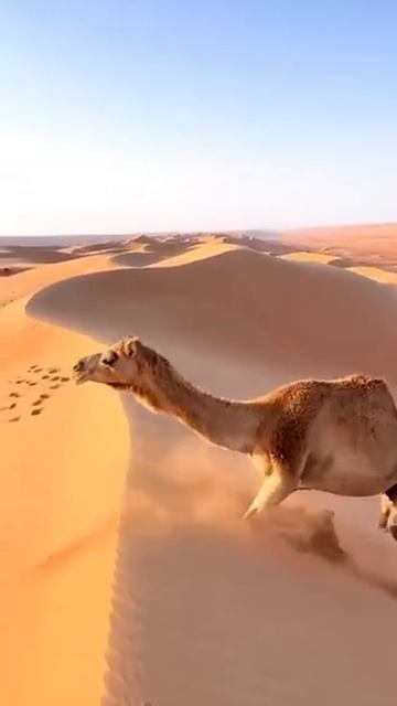 Когда нибудь задумывались, как верблюды забираются на песчаные дюны