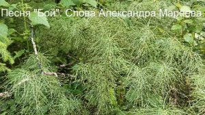 Бой