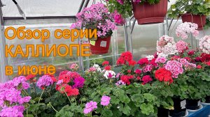 Обзор серии КАЛЛИОПЕ в июне.