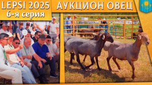 Аукцион эдильбаевских кошкаров. Племенные бараны по реальным ценам рынка|Лучшая генетика Казахстана