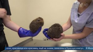 «Гипотеза не доказана» - эксперт о массовой скупке ежей для борьбы со слизнями на дачах.