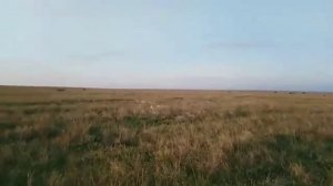 Сеттер EDO od RACE куропатки