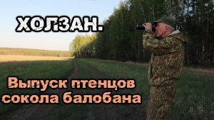 Выпуск птенцов сокола балобана