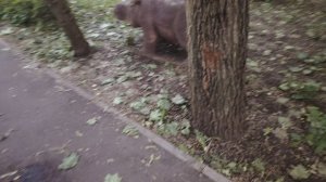 Бегемоты притаились в кустах. Классная парочка. В сквере в Москве уже никто не бухает.