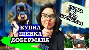 Как выбрать щенка добермана правильно. Московский питомник служебной породы собак - Lord Svarog.