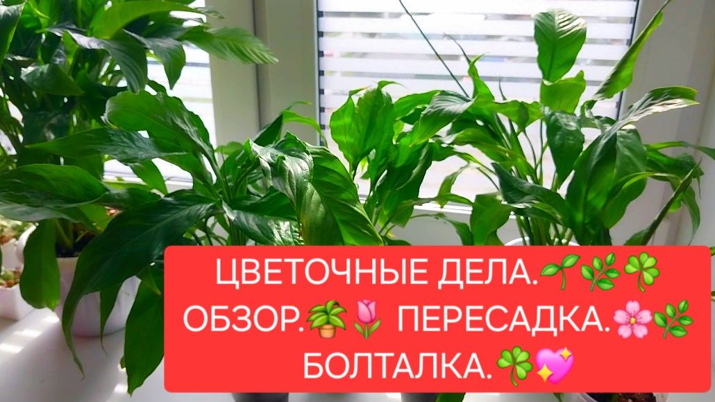 ЦВЕТОЧНЫЕ ДЕЛА.🌸🍀 ОБЗОР. 💖🌷ПЕРЕСАДКА. 🍀БОЛТАЛКА.🌺🌳 смотреть онлайн