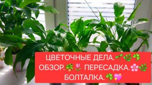 ЦВЕТОЧНЫЕ ДЕЛА.🌸🍀 ОБЗОР. 💖🌷ПЕРЕСАДКА. 🍀БОЛТАЛКА.🌺🌳