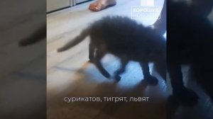 Немецкая овчарка стала приёмной мамой для малышей из зоопарка