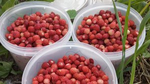 Прогуляемся? Вылазка в лес за земляникой.