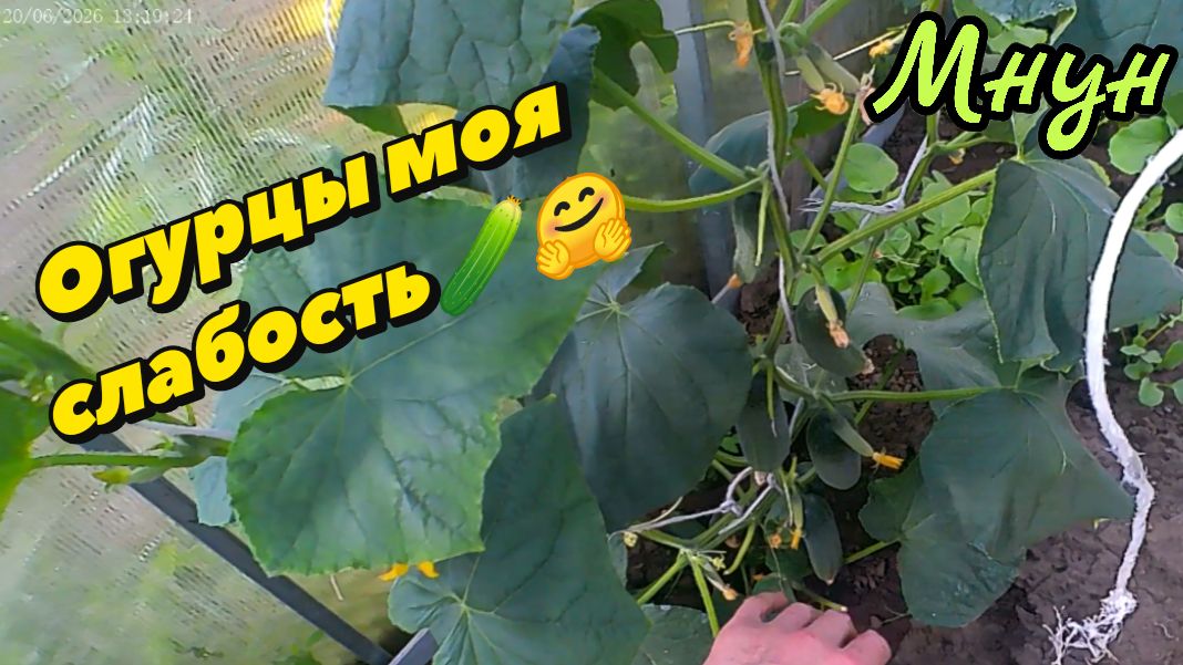 Огурцы моя слабость🥒😉