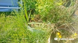 Жара в Якутске. Поехал на дачу по берегу. Куда воткнуть новые цветы?