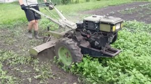 Фрезую горчицу мотоблоком