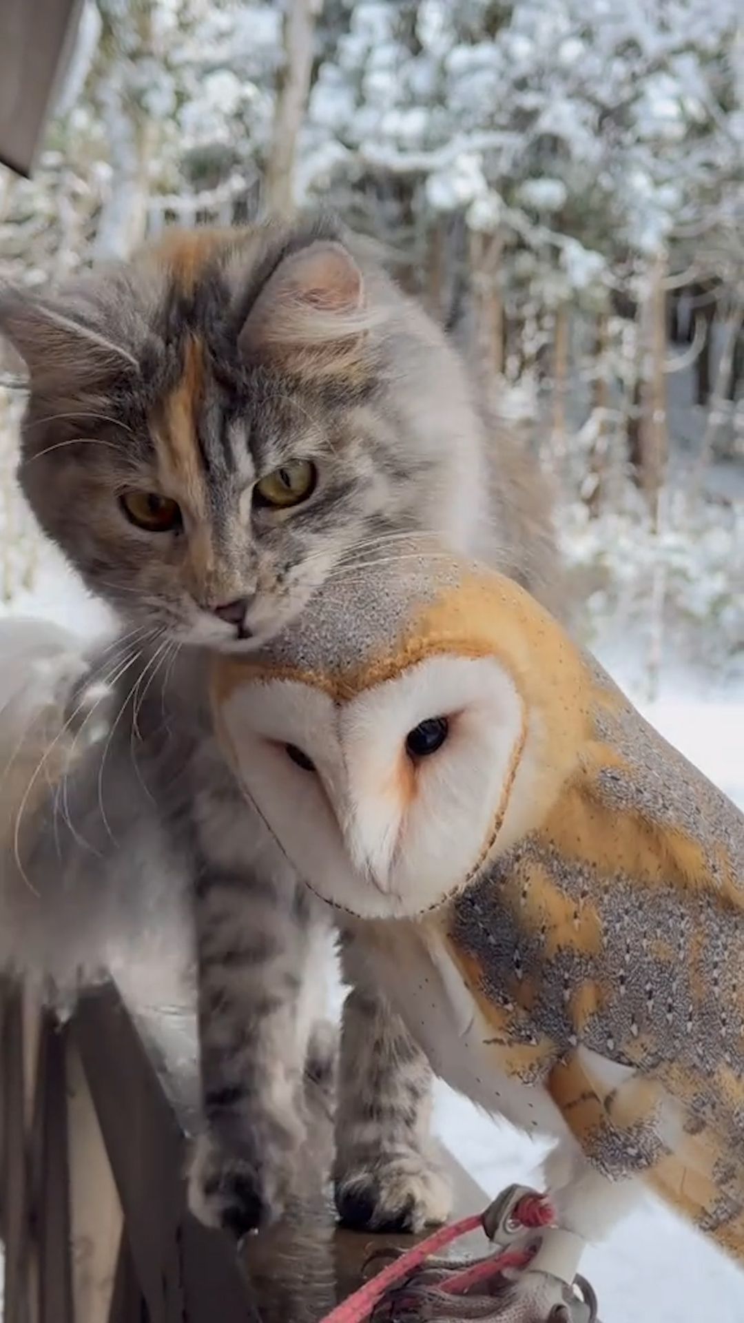 Кот и сова #кот #cat #kitty #тренд #рекомендации #trending #trend #fun #funnyvideo #lol #shorts