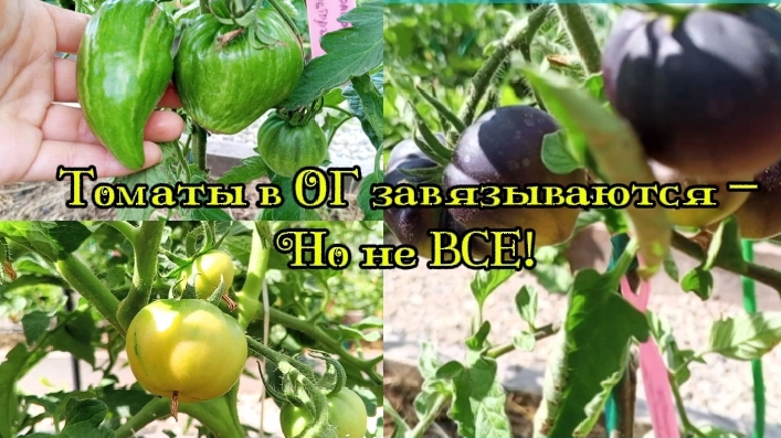 21-06-2026 Томаты в ОГ не все радуют.Обзор томатов в ОГ. смотреть онлайн