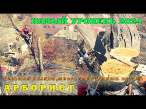 Большое дерево акации 2024, много запутанных ветвей и конечно же крыша и провода электричества