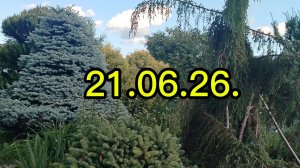 Увидел бы Уютник мой огород🤭🫣Наверное в обморок упал . Не то что у Вологжанки😂Наш влог 21-06-2026