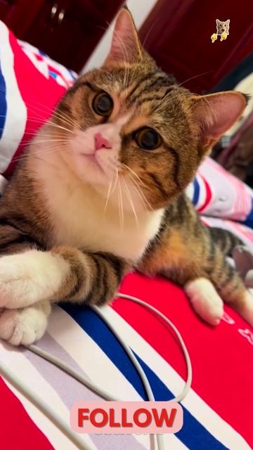 Шаловливые коты!😻Веселые котики. Коты хулиганы! Невероятные трюки! #кот #хулиган #трюк #смех #short