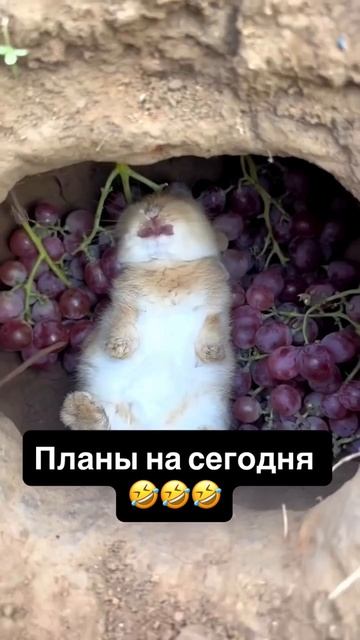 Мои планы на сегодня смотреть онлайн