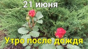 Началась 3 декада июня