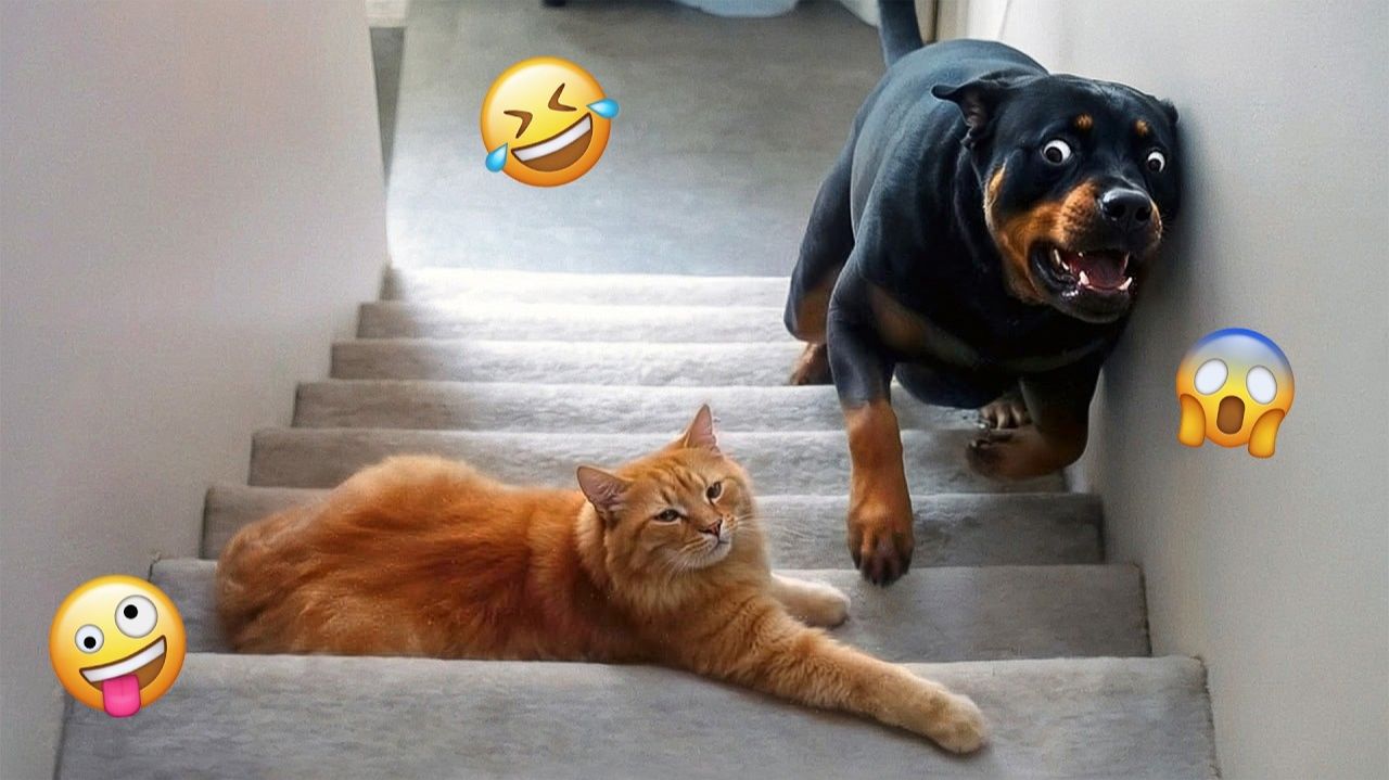 СМЕШНЫЕ КОТЫ | ЛУЧШИЕ ПРИКОЛЫ С КОТАМИ, СОБАКАМИ, КОШКИ, СОБАКИ, ЖИВОТНЫЕ, СМЕШНОЕ ВИДЕО