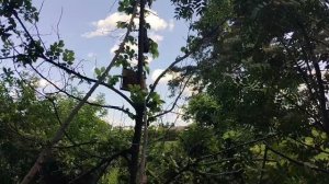 21 июня ЗЛОВРЕДНЫЙ РОЙ
