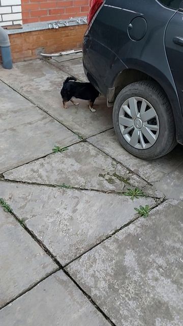МАРСИК🐶♥️♥️♥️