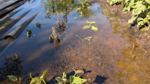 Выживших помидоров нет.Неделю стоят в воде.Плра ворочать бревна.Надоело ныть, но как глянешь!Тверь.