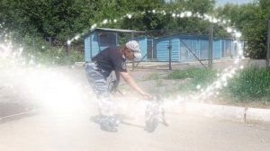 «Хвостатый спецназ»: как кинолог из Златоуста воспитывает собак для службы в полиции