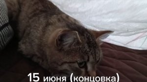История заставков 2