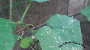 Паутинный КЛЕЩ на Огурцах в теплице. Уничтожаем! Используем Биокилл