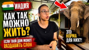 Как жить, если твой дом в любой момент может раздавить дикий слон?