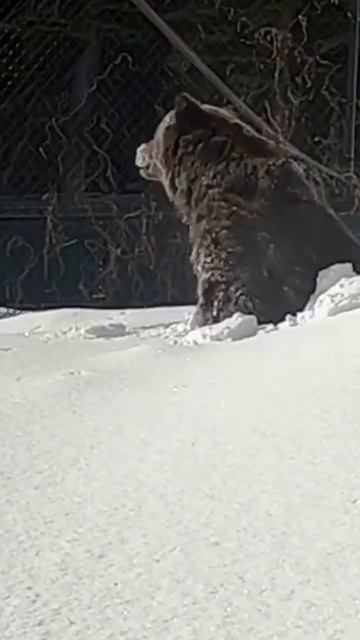 ПОДСНЕЖНИК...