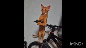 Абиссинская кошка Люся